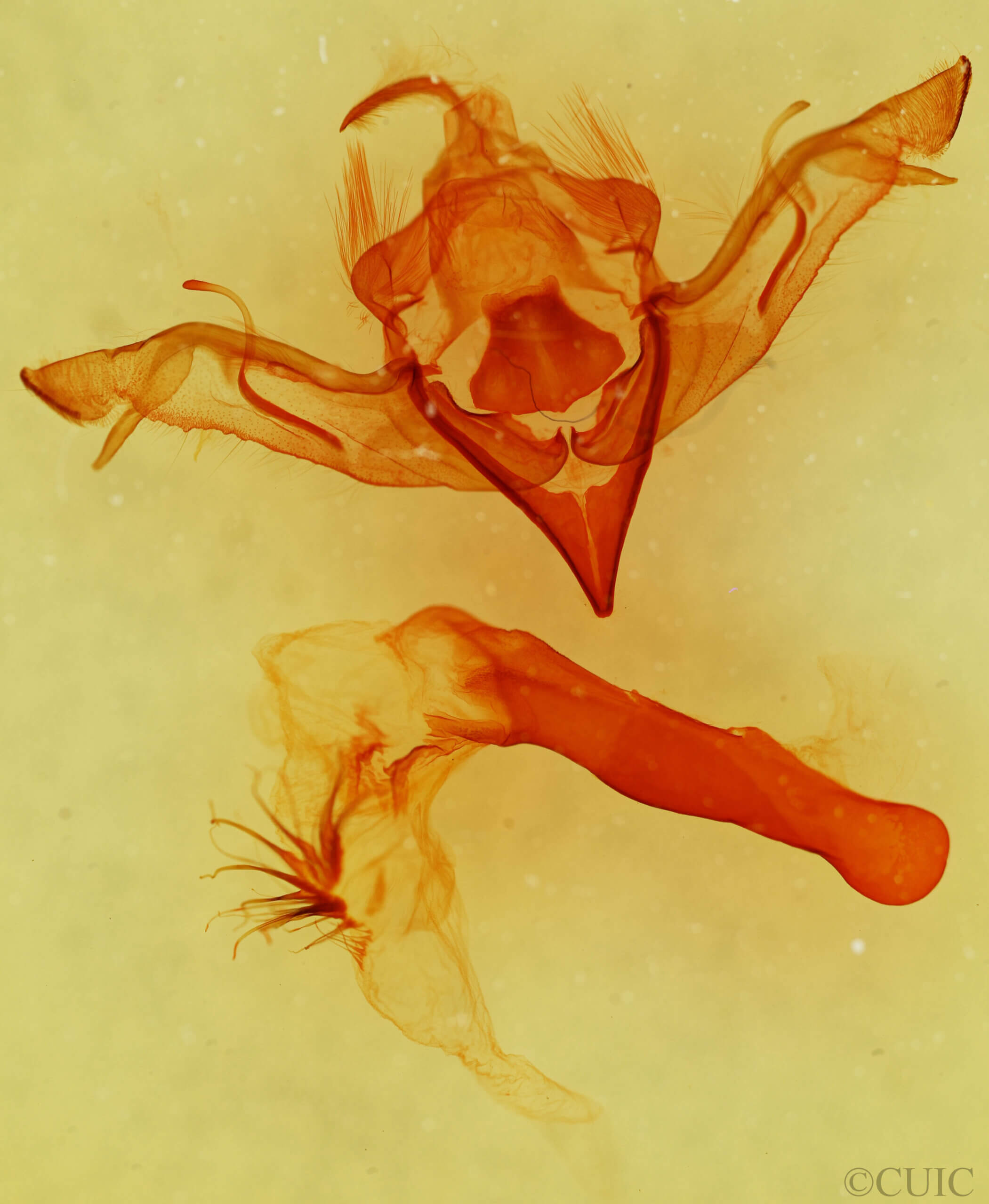 genitalia view of adult Eupsilia sidus