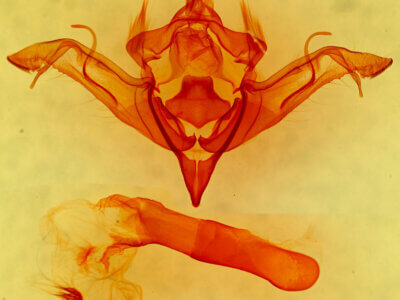 genitalia view of adult Eupsilia sidus