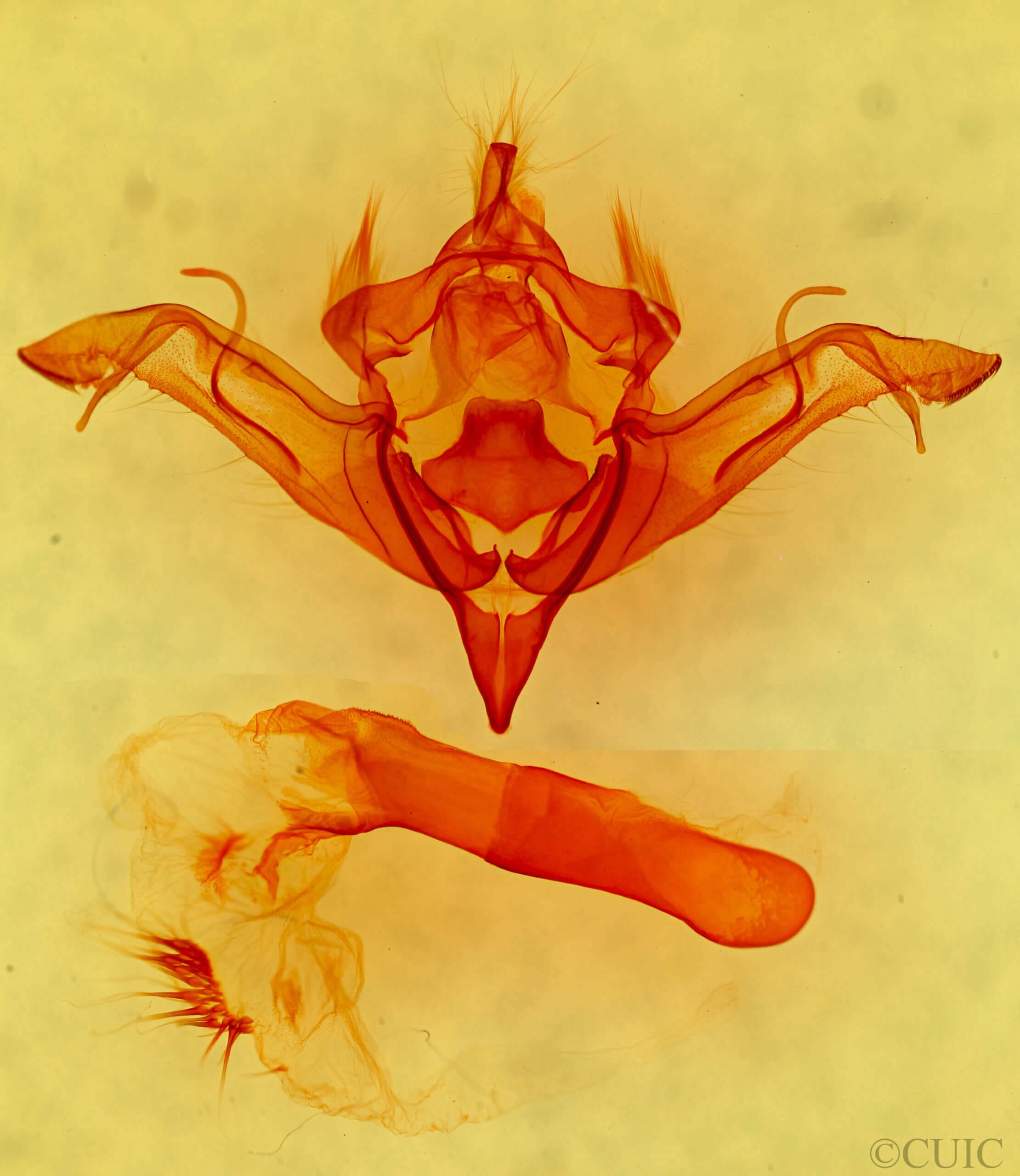 genitalia view of adult Eupsilia sidus