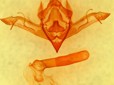 genitalia view of adult Eupsilia vinulenta