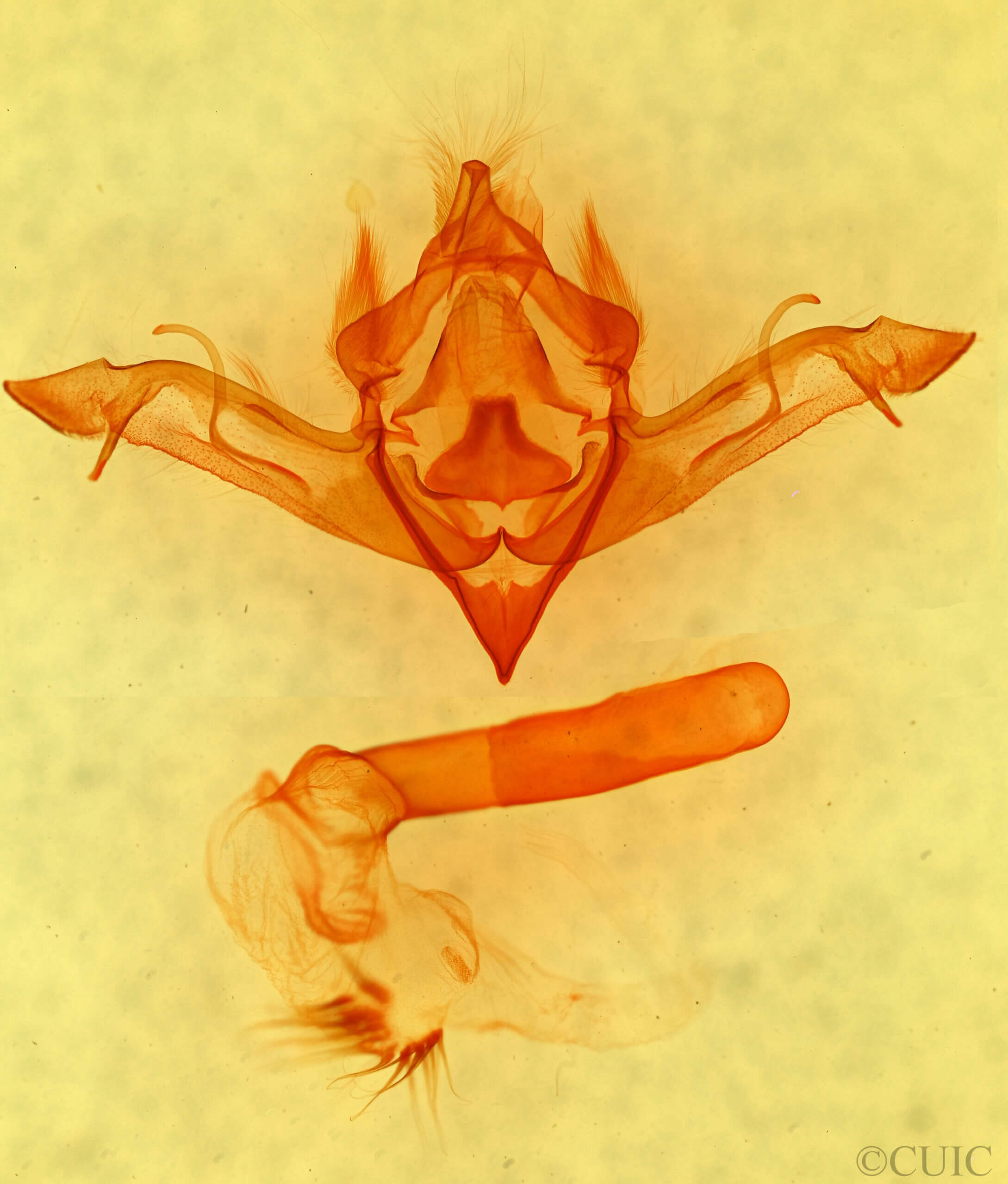 genitalia view of adult Eupsilia vinulenta