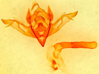 genitalia view of adult Eupsilia vinulenta