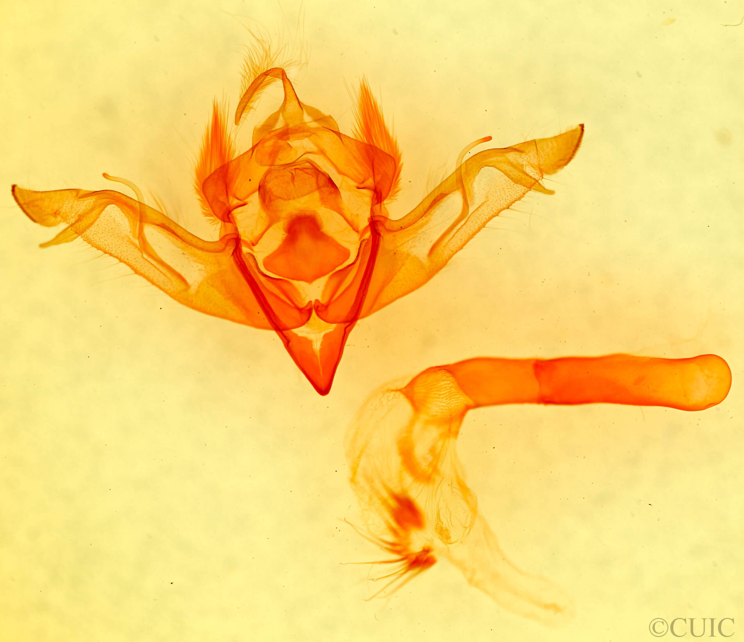 genitalia view of adult Eupsilia vinulenta