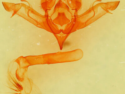 genitalia view of adult Eupsilia vinulenta