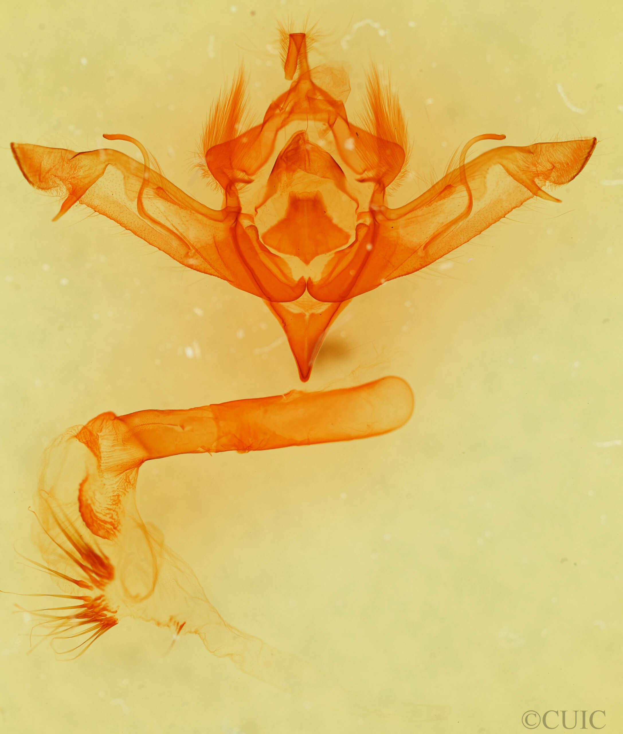 genitalia view of adult Eupsilia vinulenta