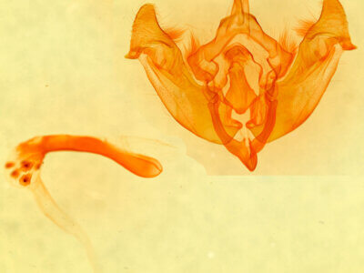 genitalia view of adult Mammifrontia sp.