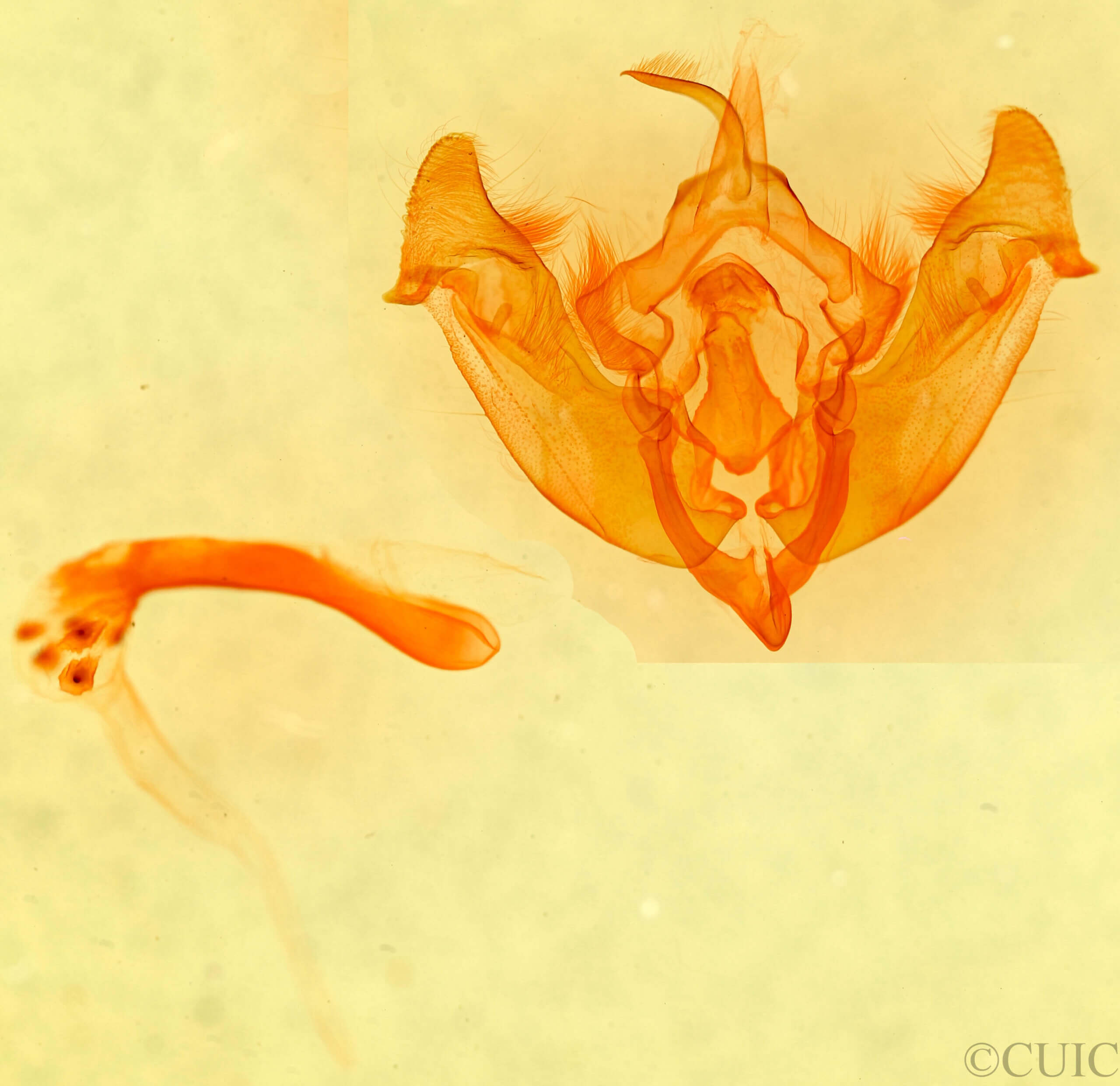 genitalia view of adult Mammifrontia sp.