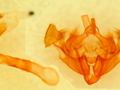 genitalia view of adult Xylomoia chagnoni