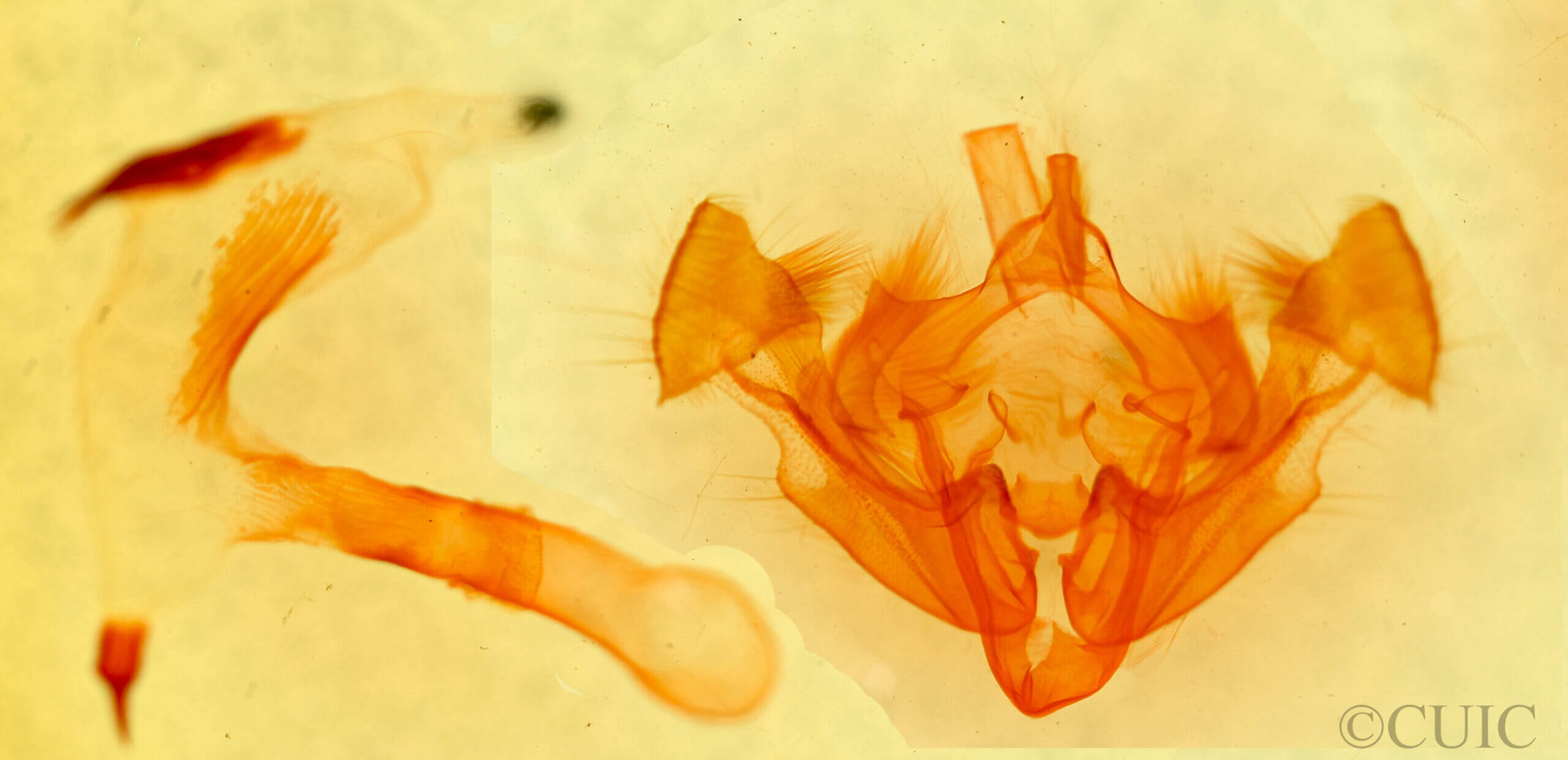 genitalia view of adult Xylomoia chagnoni