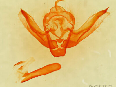 genitalia view of adult Chortodes pygmina