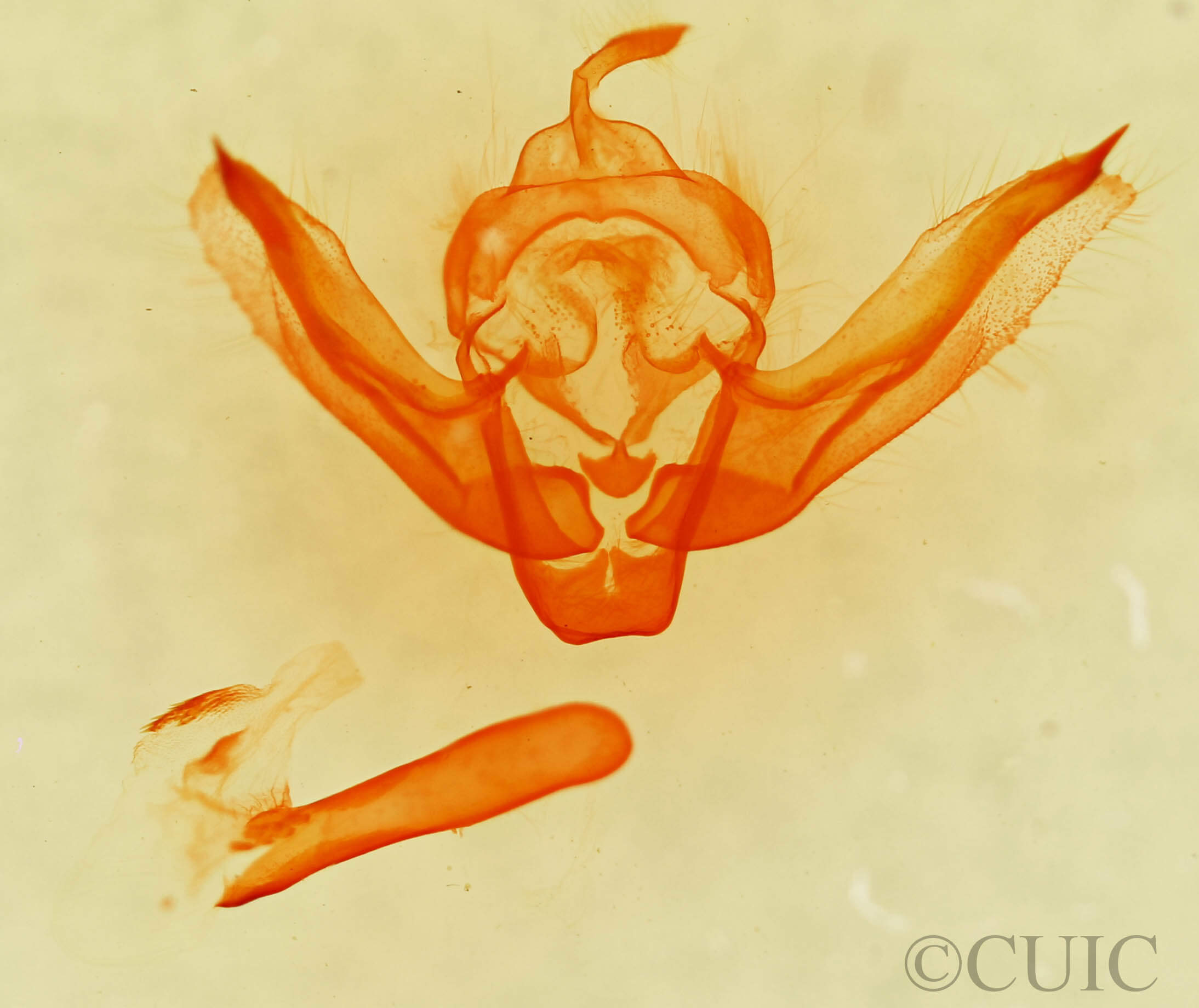 genitalia view of adult Chortodes pygmina