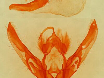 genitalia view of adult Chilodes maritimus