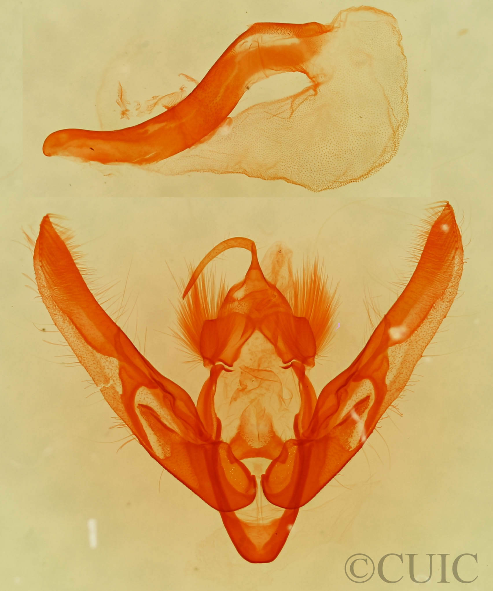 genitalia view of adult Chilodes maritimus