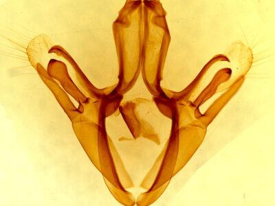 genitalia view of adult Ophisma tropicalis