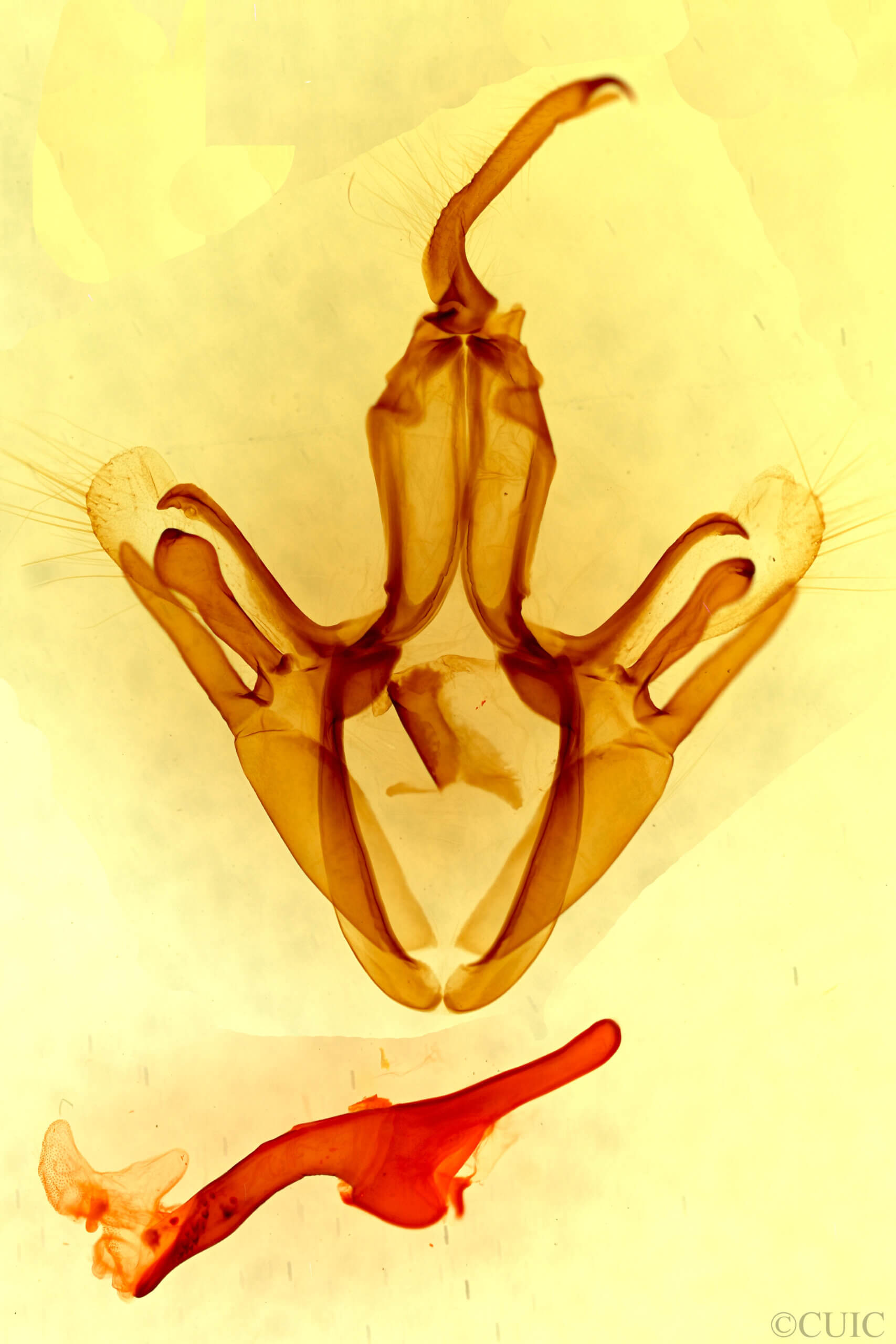 genitalia view of adult Ophisma tropicalis