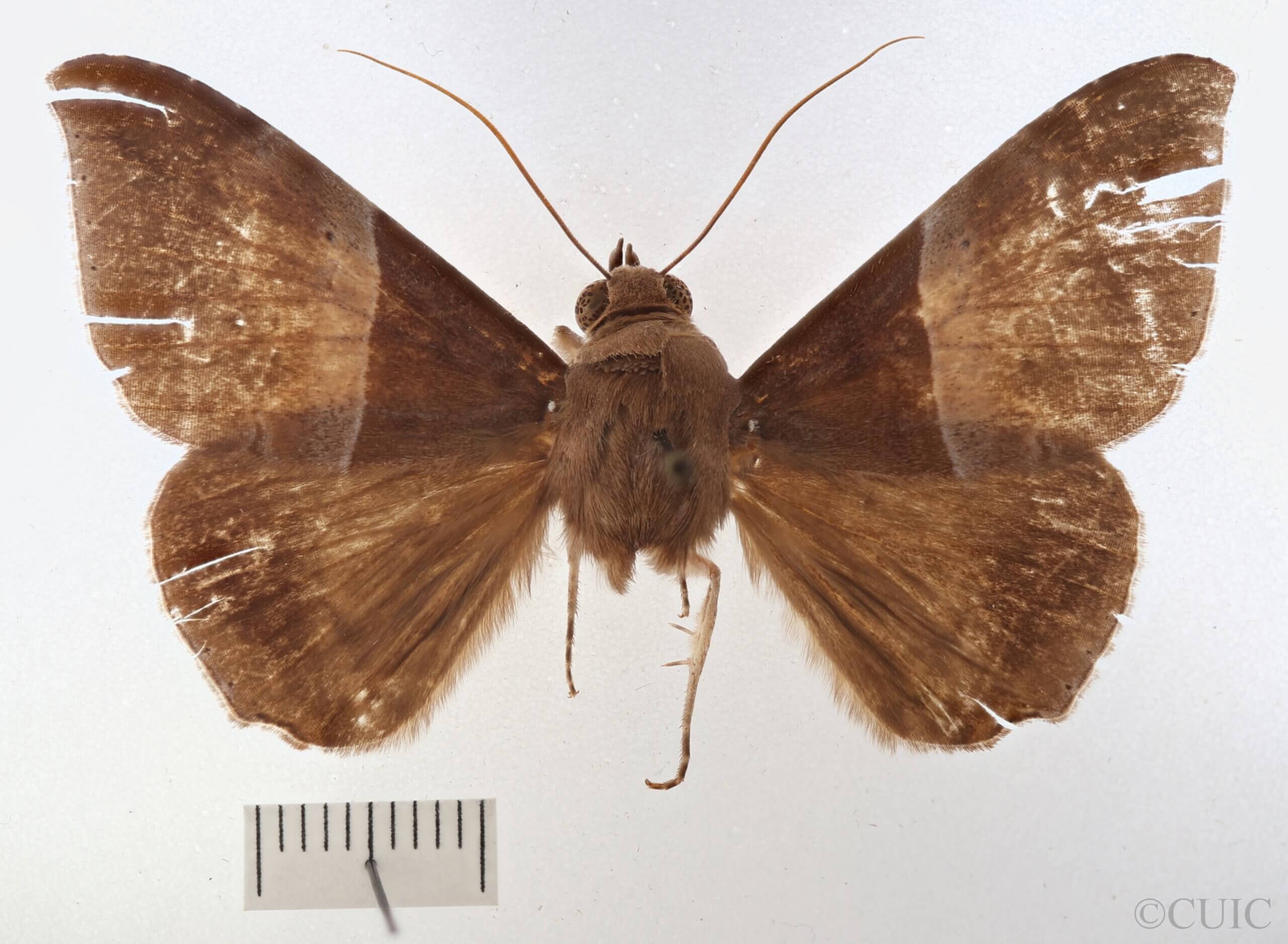 dorsal view of adult Ophisma tropicalis