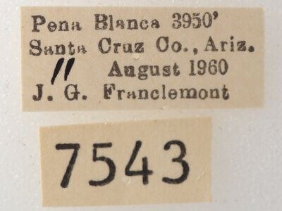 label view of adult Ophisma tropicalis