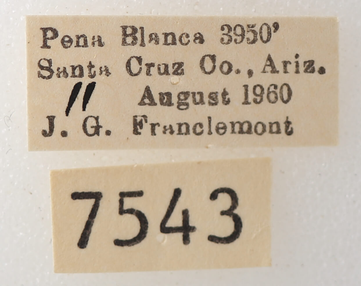 label view of adult Ophisma tropicalis