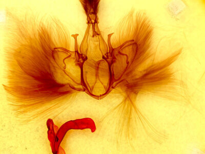 genitalia view of adult Achaea janata