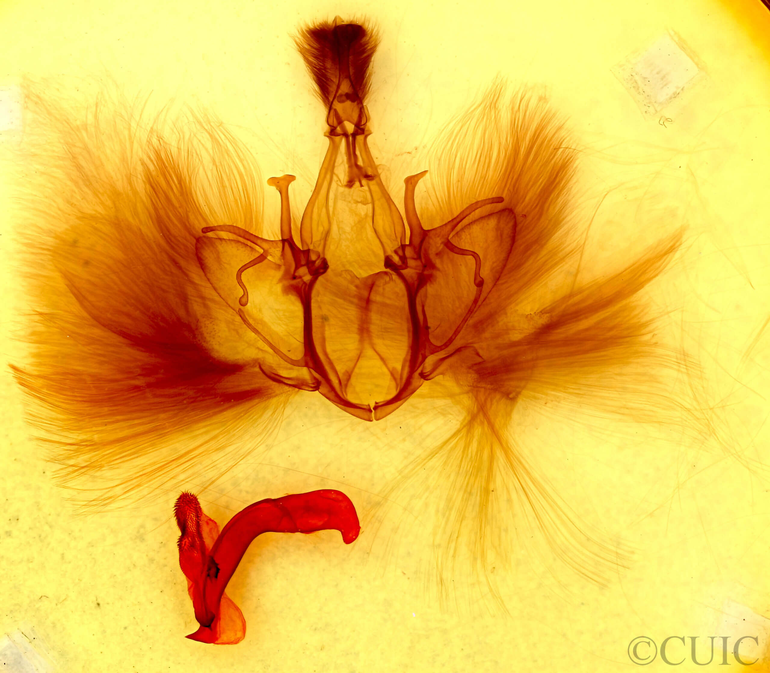 genitalia view of adult Achaea janata