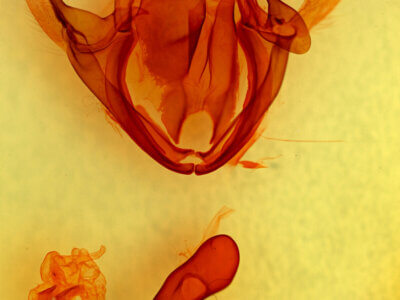 genitalia view of adult Minucia lunaris