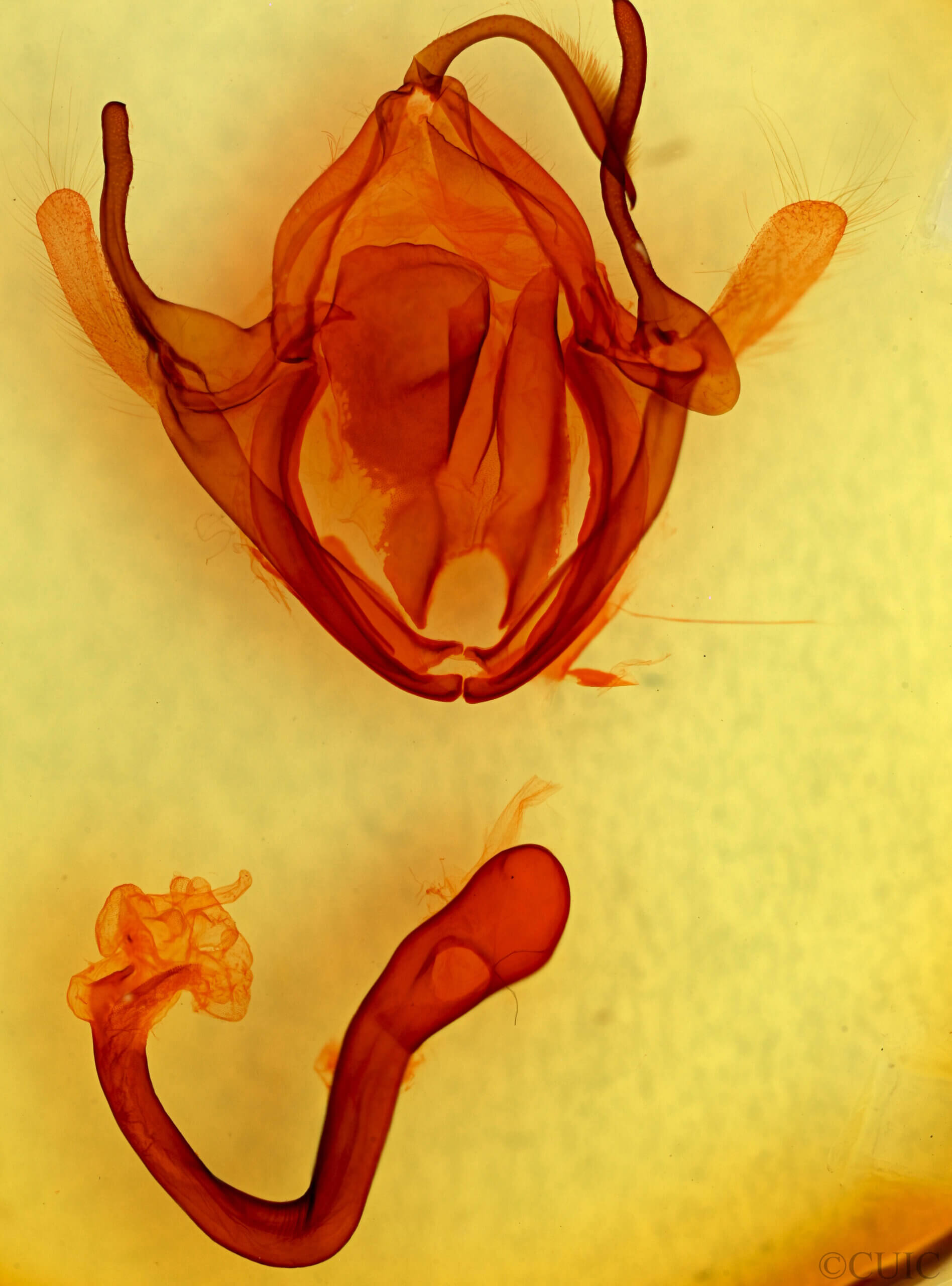 genitalia view of adult Minucia lunaris