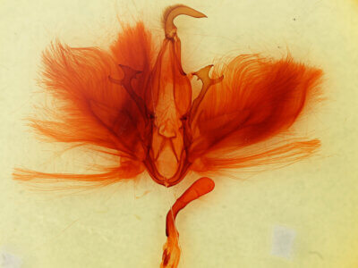 genitalia view of adult Dysgonia sp.