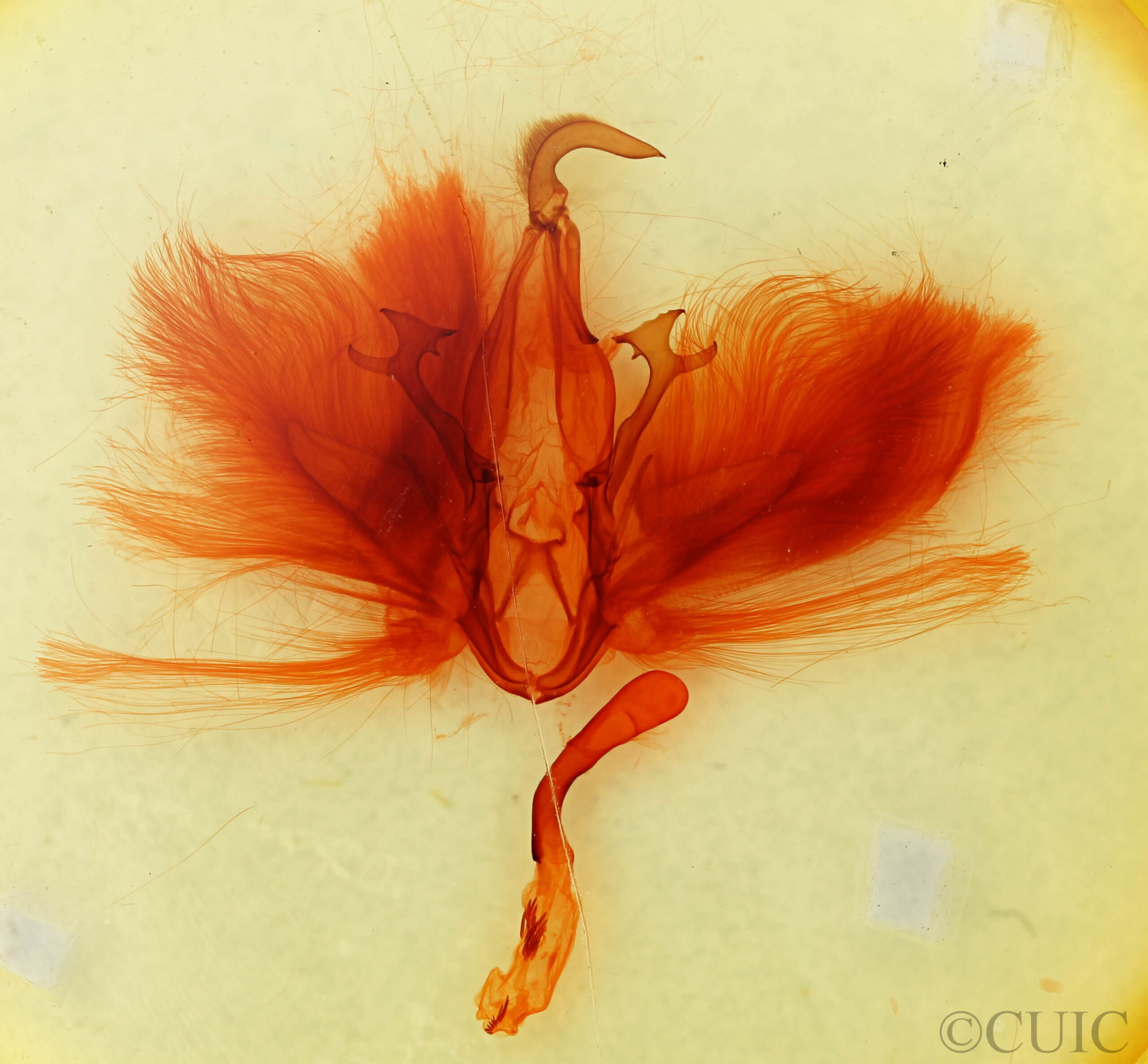 genitalia view of adult Dysgonia sp.