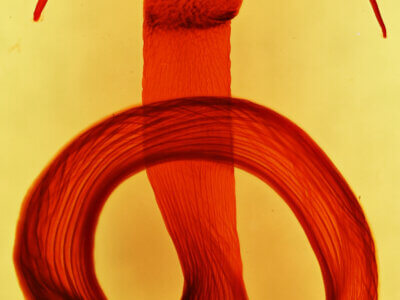 genitalia view of adult Mythimna sequax