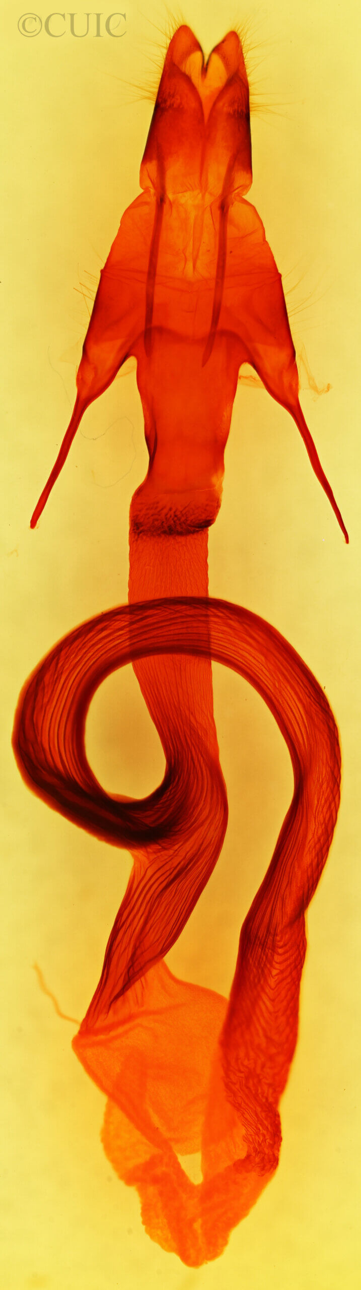 genitalia view of adult Mythimna sequax