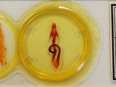 slide view of adult Mythimna sequax