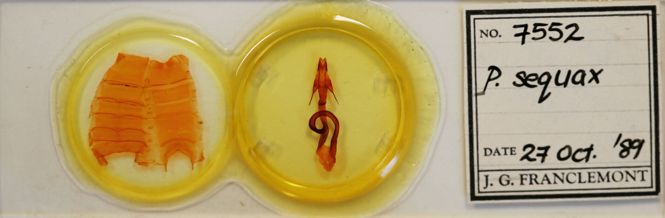 slide view of adult Mythimna sequax