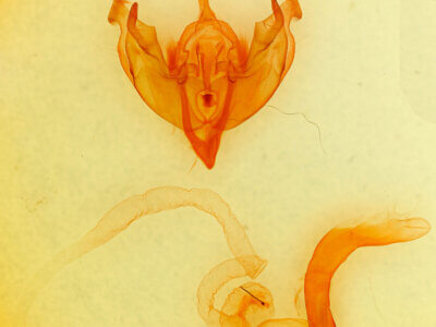 genitalia view of adult Papestra biren