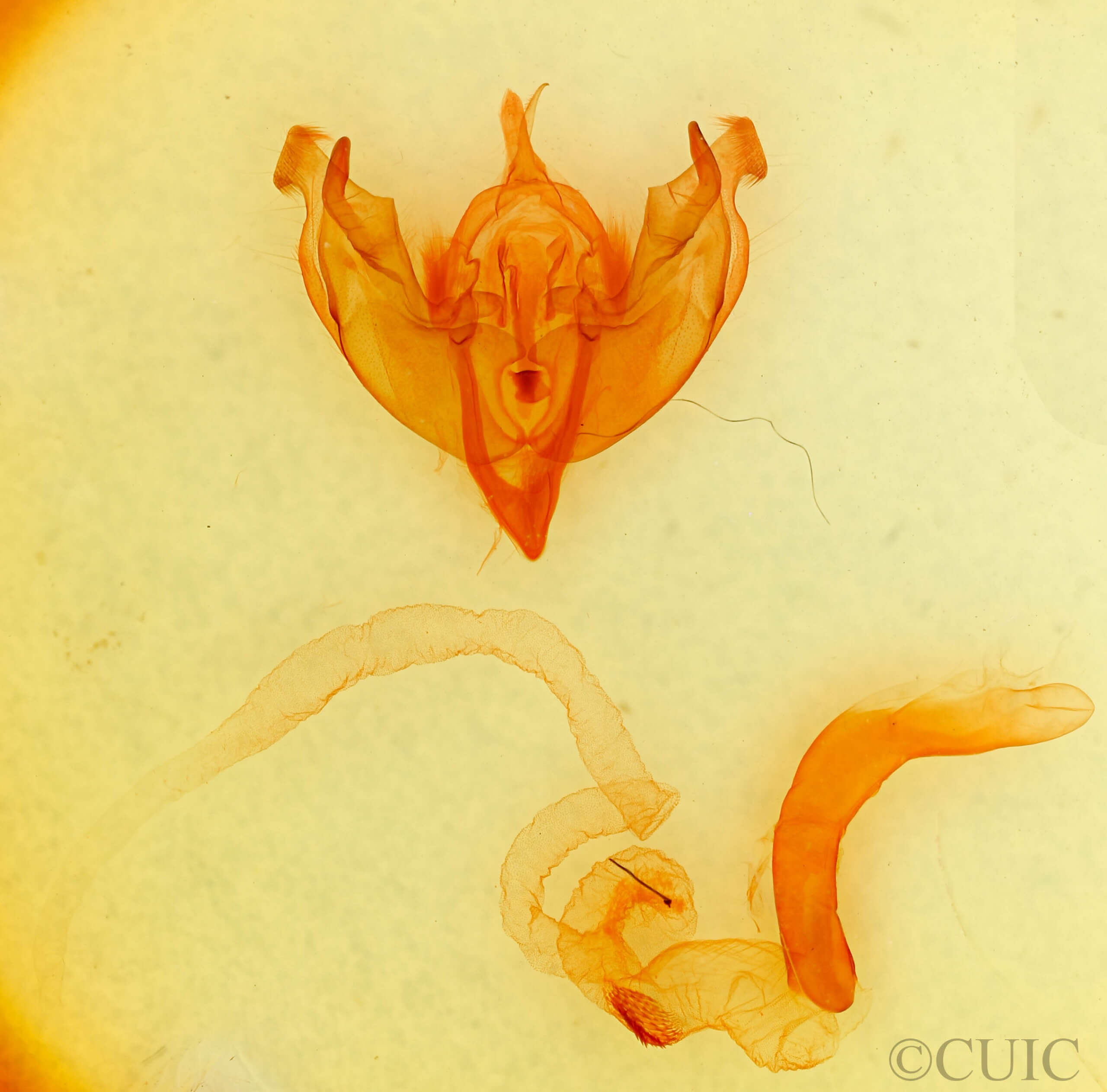 genitalia view of adult Papestra biren