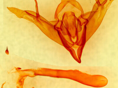 genitalia view of adult Egira crucialis