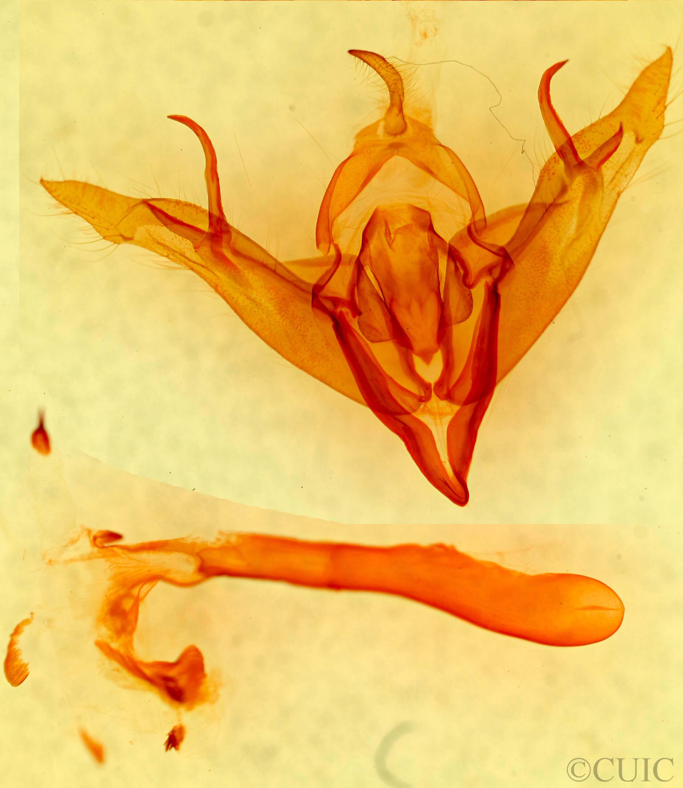 genitalia view of adult Egira crucialis