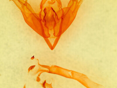 genitalia view of adult Egira crucialis