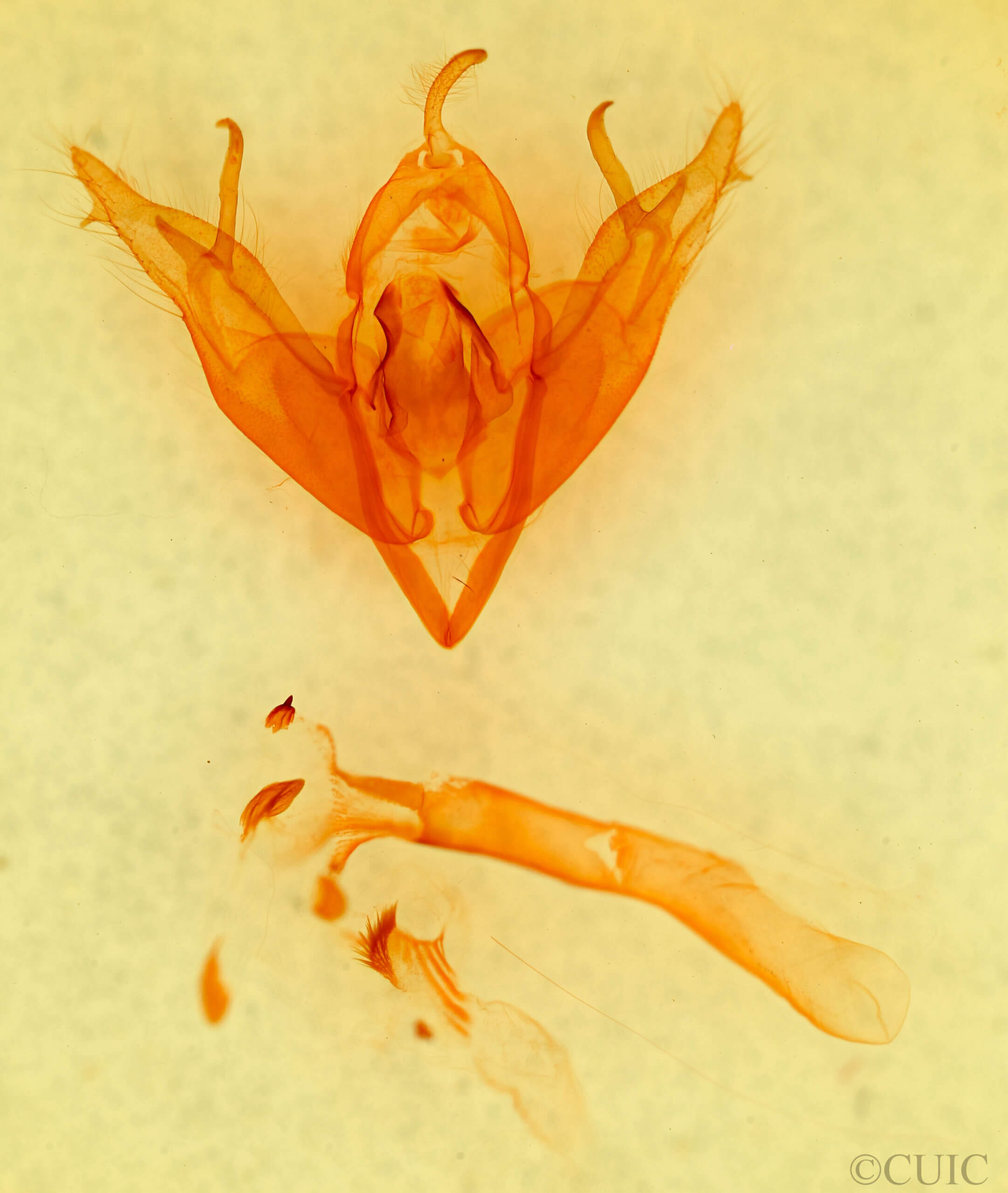 genitalia view of adult Egira crucialis