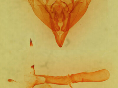 genitalia view of adult Egira sp.