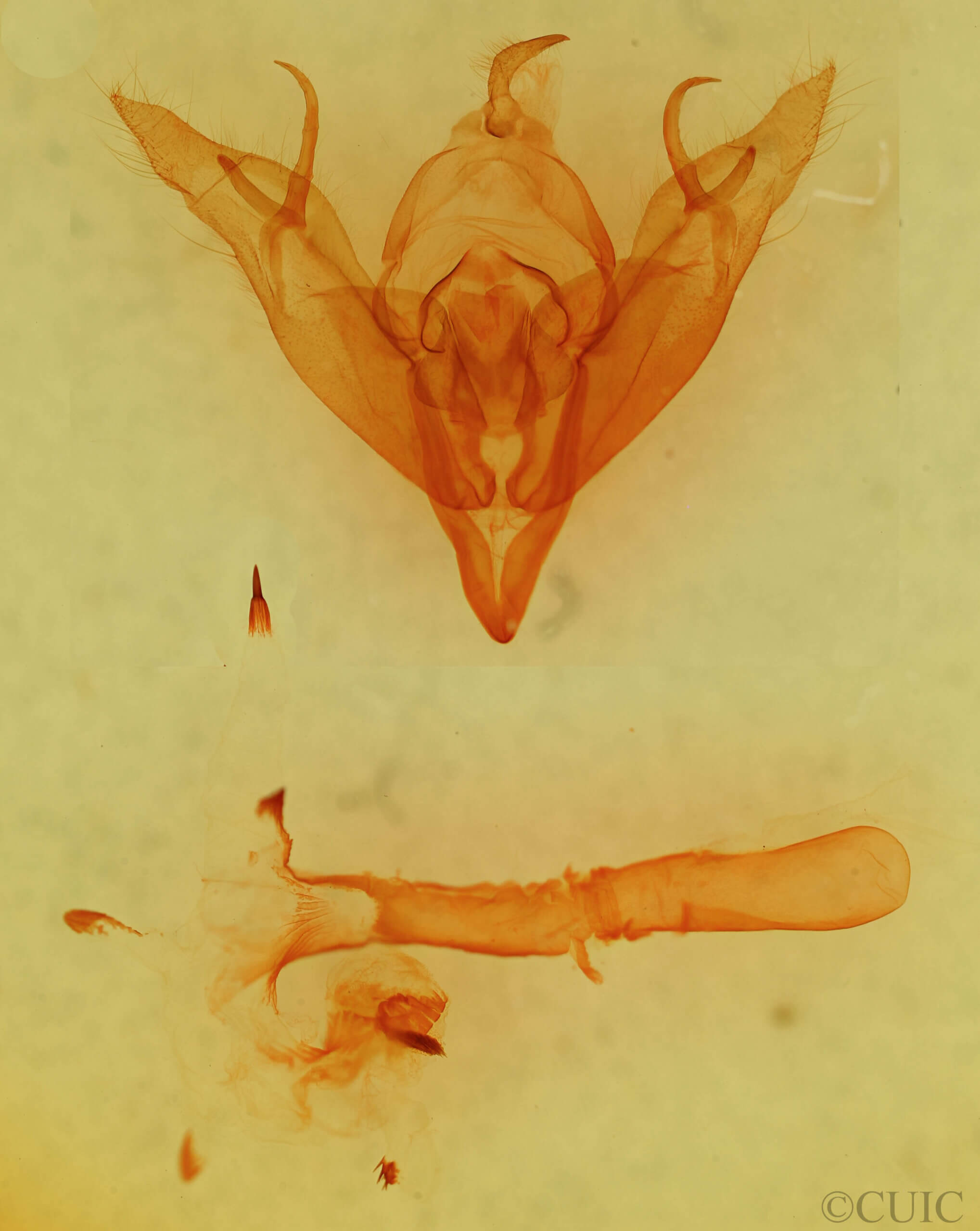 genitalia view of adult Egira sp.