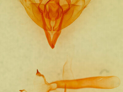 genitalia view of adult Egira simplex