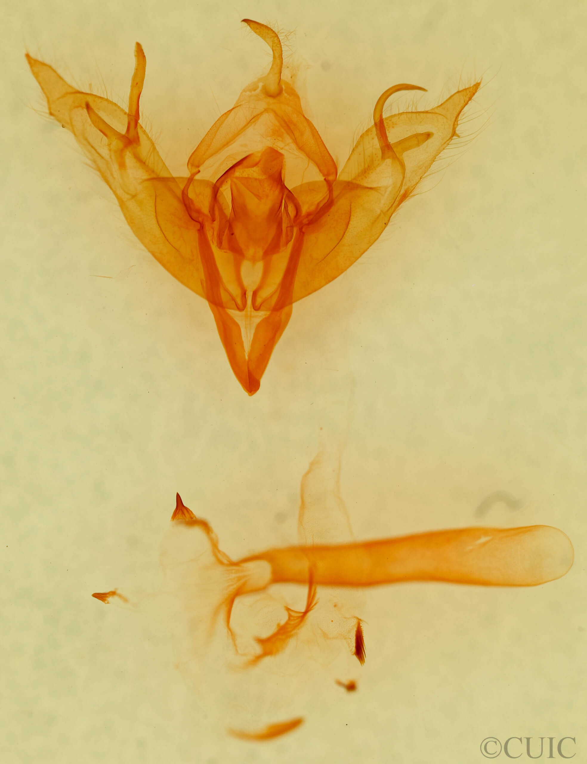 genitalia view of adult Egira simplex