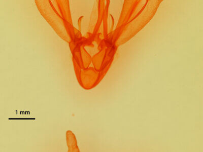 genitalia view of adult Melipotis sp.