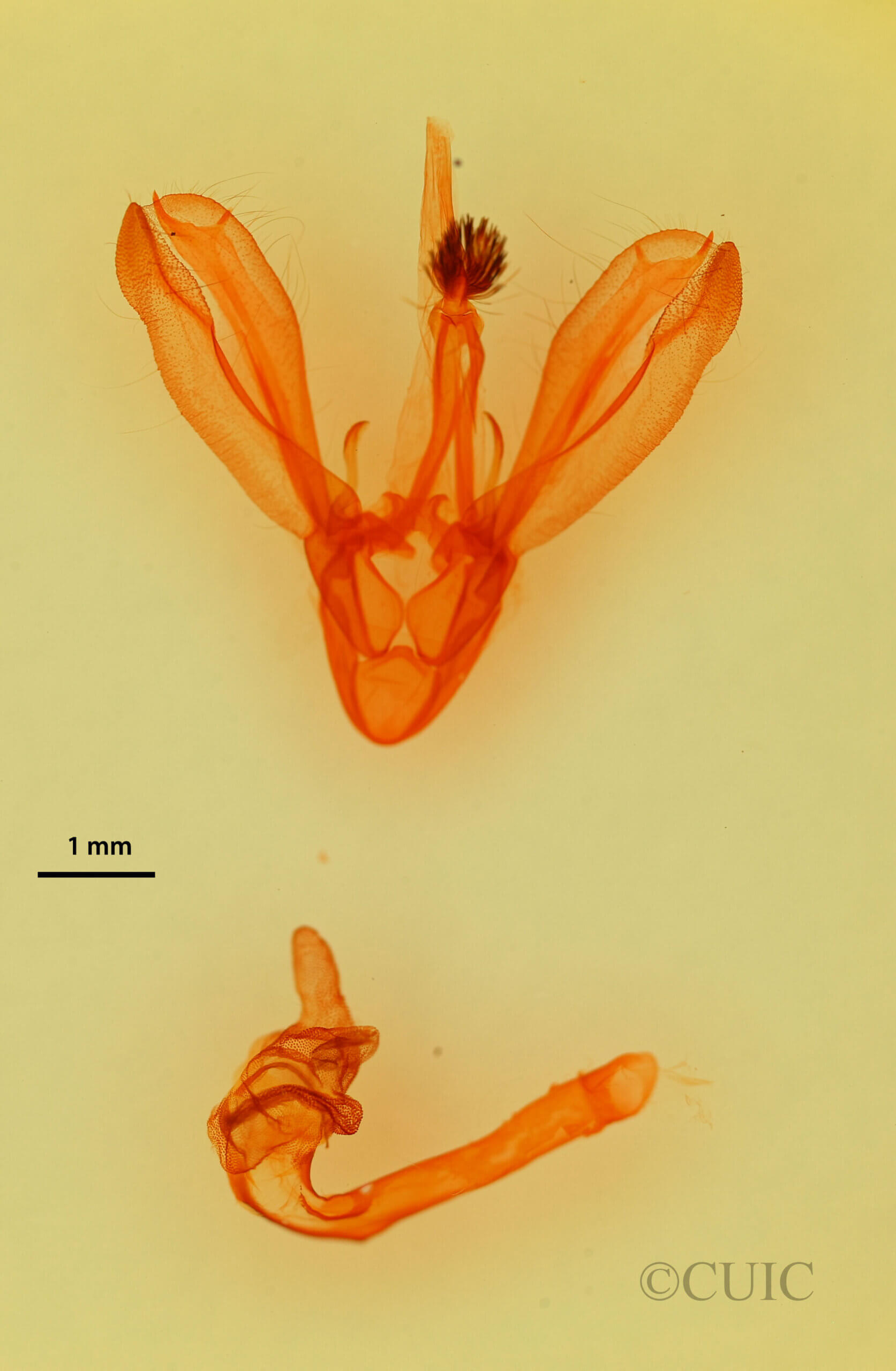 genitalia view of adult Melipotis sp.