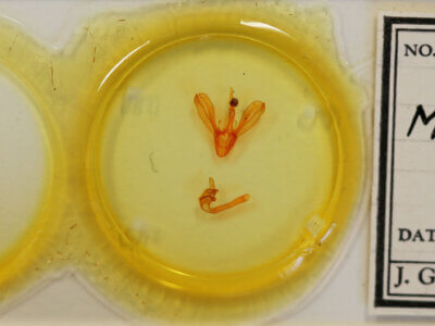 slide view of adult Melipotis sp.