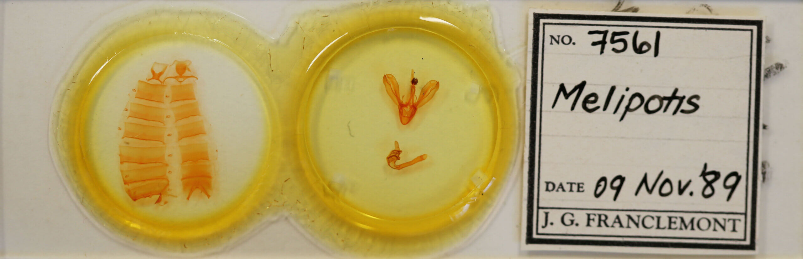 slide view of adult Melipotis sp.