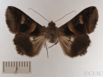 dorsal view of adult Melipotis sp.