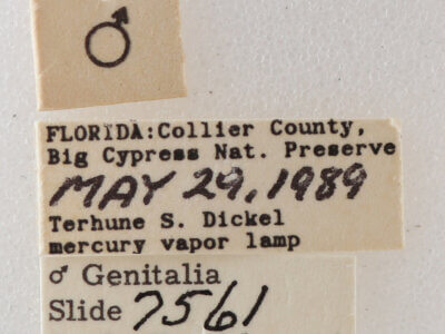 label view of adult Melipotis sp.