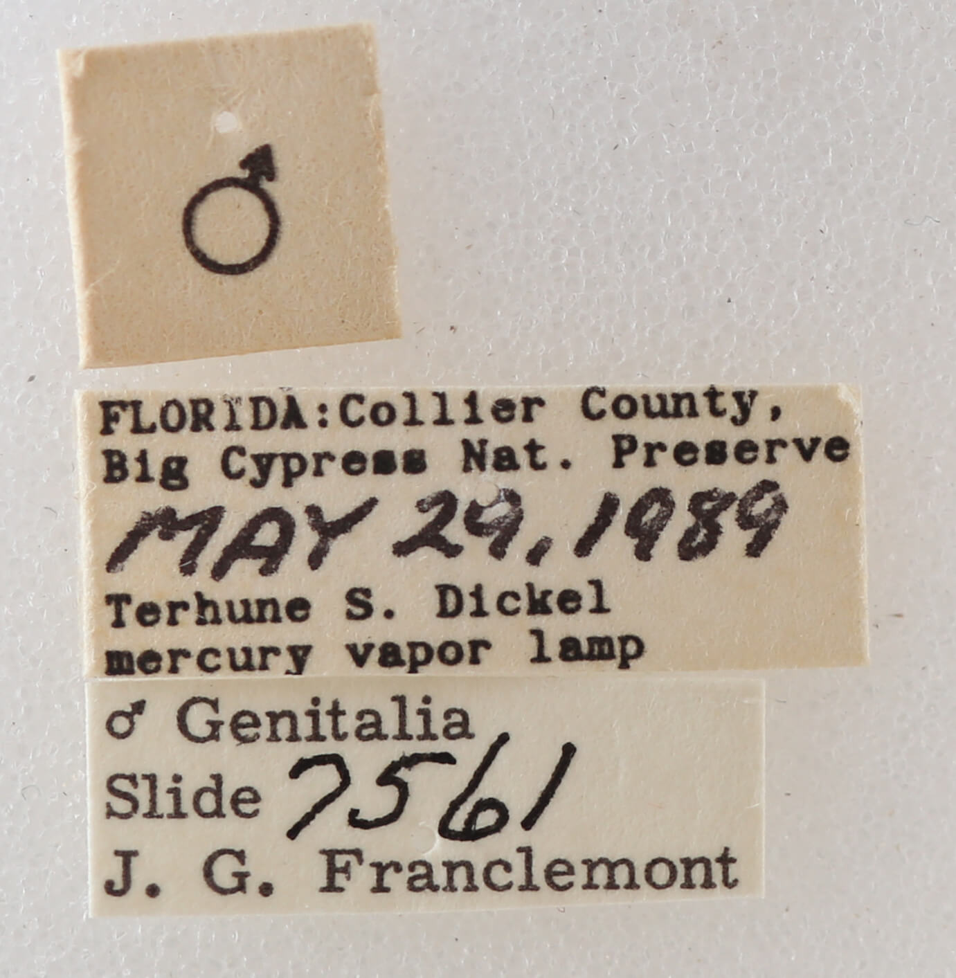 label view of adult Melipotis sp.