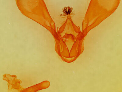 genitalia view of adult Melipotis sp.